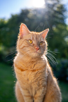 orange cat sitting outdoors in sunny garden