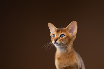 abyssinian kitten studio portrait on brown background © furryfritz