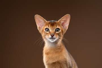 abyssinian kitten studio portrait on brown background © furryfritz