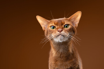 abyssinian cat studio portrait on brown background © furryfritz
