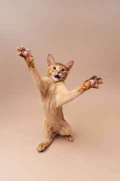 abyssinian kitten playing against neutral studio background