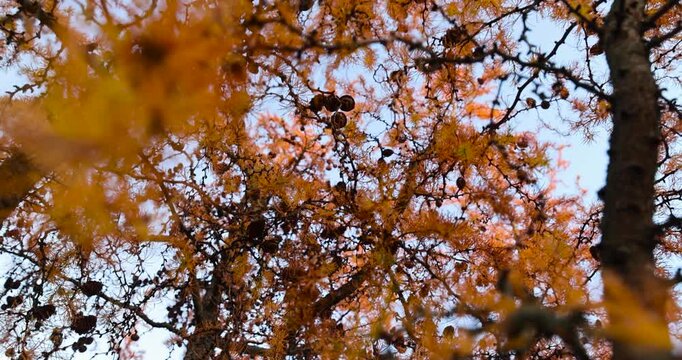 Coniferous Larch tree in autumn, a bright coniferous tree with yellow needles and brown cones under the rays of the setting sun with an organic surface of branches and an authentic look.