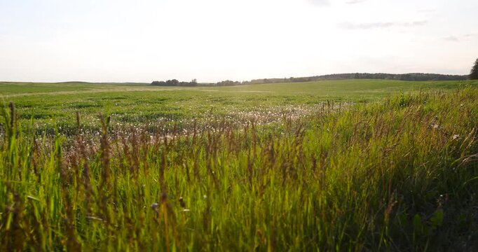 A green field with dandelions, a spacious field of wild grass bordering a forest strip under the evening sky at sunset