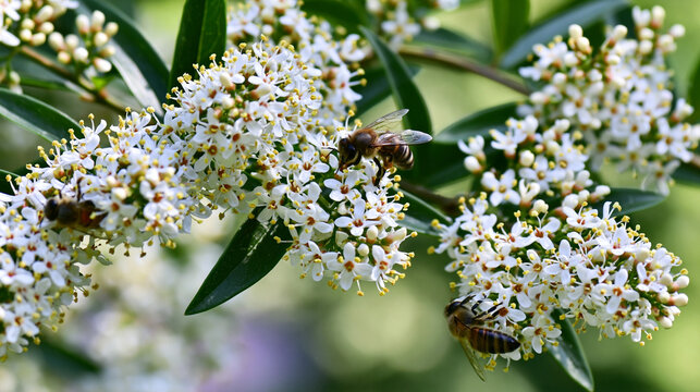 privet. Dense privet shrub blooming with tiny white flowers, bees collecting nectar. gardening catalogs, home-decor guides, designed for gardening and botanical catalogs, enhances decor appeal.