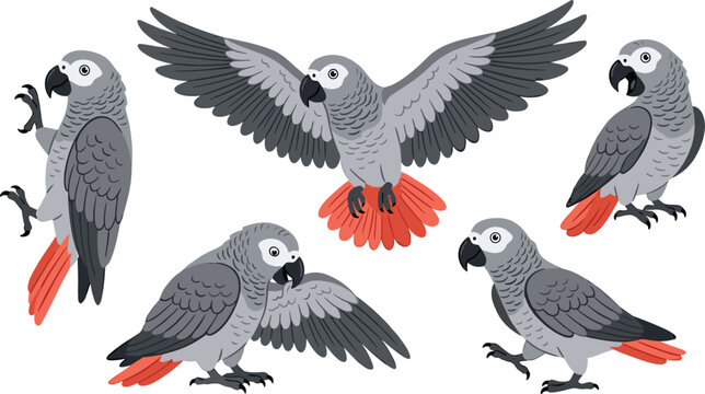 African Grey Parrot Vector Cartoon Character Set Featuring Various Poses Like Flying, Walking, Perching, and Preening Wings Isolated on White Background