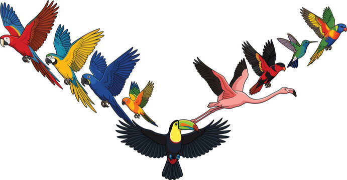 Exotic Tropical Birds in Flight Vector Collection Featuring Colorful Macaws, Toucan, Flamingo, Parrot, and Hummingbird Isolated on White Background for Wildlife Designs