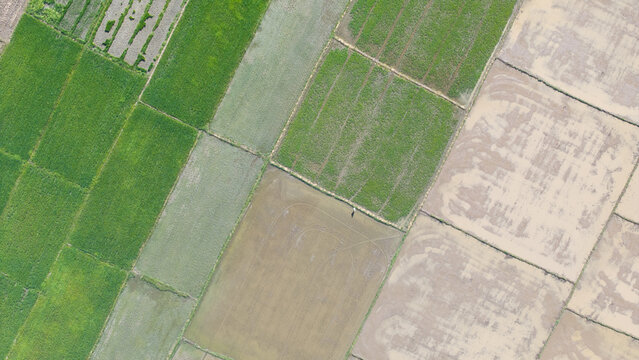 Aerial Agricultural Fields in Tumauini, Isabela, Philippines