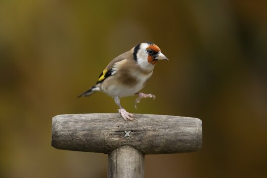 European goldfinch (Carduelis carduelis) adult garden bird on a fork handle in autumn, England, United Kingdom