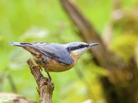 Eurasian nuthatch (Sitta europaea), Hesse, Germany