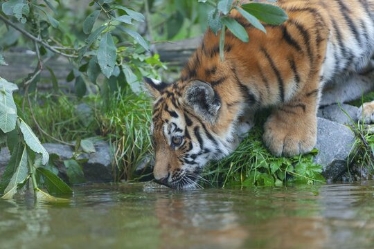 Siberian tiger (Panthera tigris altaica), young drinking water, captive, Germany