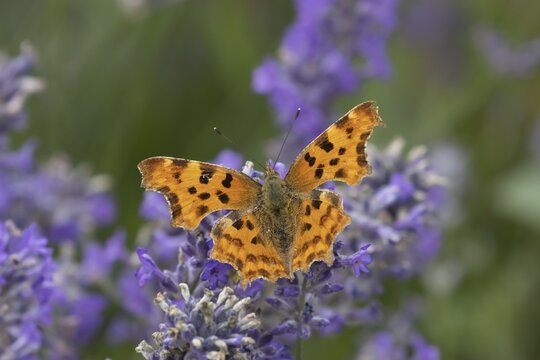 Comma butterfly (Polygonia c-album) adult insect feeding on garden Lavender flowers in summer, Somerset, England, United Kingdom
