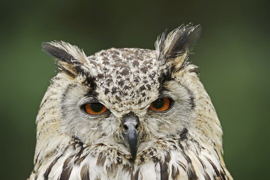 Bengal Eagle Owl or Indian Eagle Owl (Bubo bengalensis, Bubo bubo bengalensis), portrait, captive, occurrence in Asia