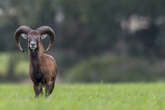 The mouflon ram (Ovis gmelini) has been watching me for almost 10 minutes and it clearly shows that if you are not immediately recognised as a human, the flight behaviour of shy wild animals changes, Germany