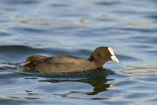 Eurasian Coot (Fulica atra), swimming at the water's edge, Lake Reintal, Breitenbach, Tyrol, Austria