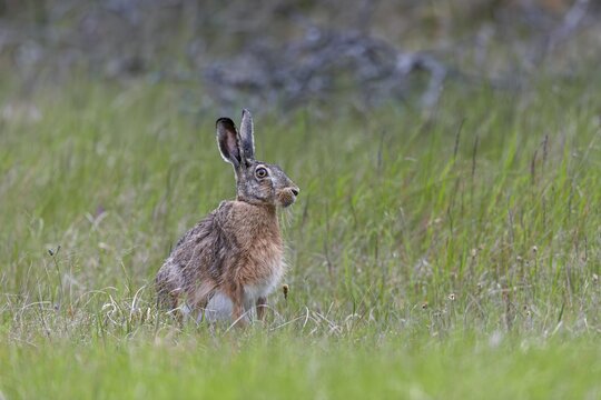 Hunts for wolves are usually lengthy and a visit from a brown hare (Lepus europaeus) is a welcome change, Denmark