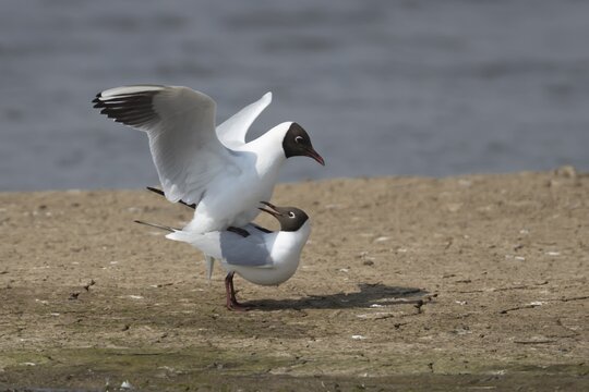 Black headed gull (Chroicocephalus ridibundus) two adult birds mating on an island by a lagoon, England, United Kingdom