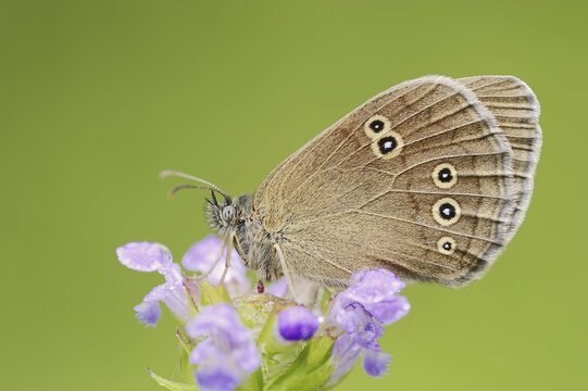 Ringlet (Aphantopus hyperantus), North Rhine-Westphalia, Germany