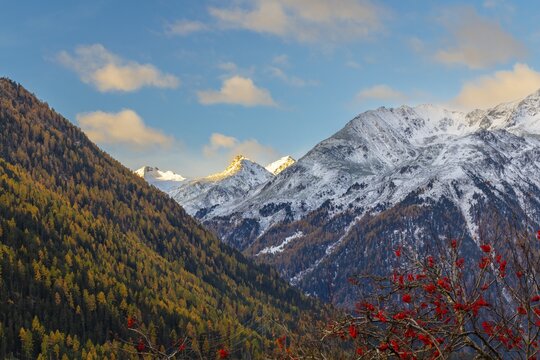 Mixed forest with larch trees (Larix) in autumn, mountain peaks with snow, autumn, Piz Sarsura, Piz Sarsura Pitschen, Piz d'Immez, Guarda, Engadin, Grisons, Switzerland