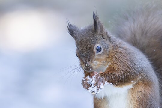 Red squirrel (Sciurus vulgaris) adult animal eating a hazel nut in snow in winter, England, United Kingdom