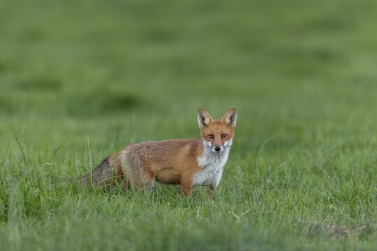 Despite his youthful light-heartedness, the photographer is discovered by the young fox (Vulpes vulpes), fortunately he still lacks the shyness of the older animals and the mouse hunt continues, juvenile, half-grown, August, Germany