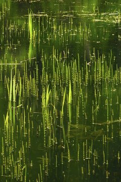 Water plants sprouting from a forest lake in spring, detail, Thuringia, Germany