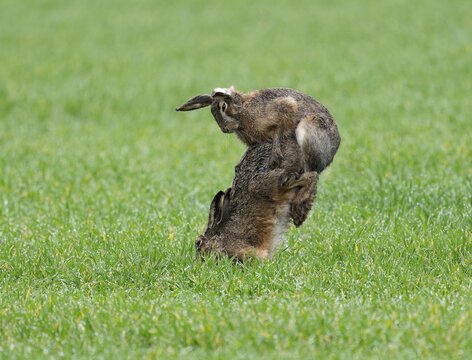 European hare (Lepus europaeus), mating, copula on a grain field, after mating the female hare throws off the male hare, wildlife, Thuringia, Germany