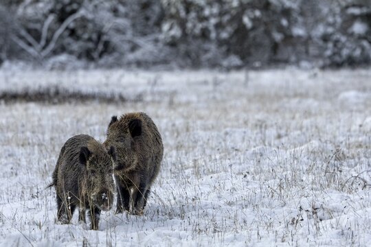A wild boar (Sus scrofa) uses its odour to check whether it is ready to mate, pheromones, odour, impress, winter, snow, cold, mating season, November, Denmark