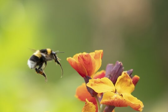 Buff tailed bumblebee (Bombus terrestris) adult bee insect flying towards a garden Wallflower flower in spring, Suffolk, England, United Kingdom