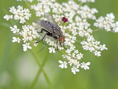 House fly (Musca domestica), Hesse, Germany