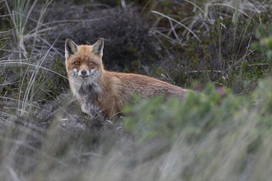 The red fox pheasant (Vulpes vulpes) does not make an enthusiastic impression, but calms down after a few minutes and after leaving the pups she hunts on the meadow adjacent to the den, raising pups, animal pups, cute, May, Denmark