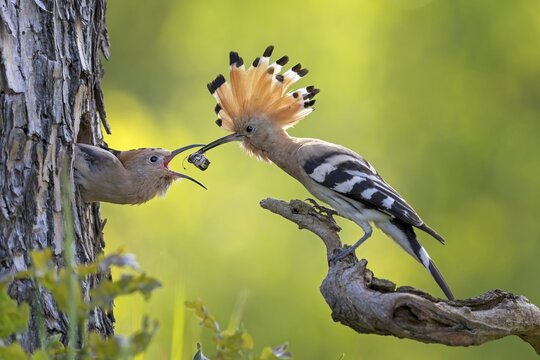 Hoopoe (Upupa epops) Bird of the Year 2022, male with food, prey, foraging, food for the young birds, erected bonnet, sunrise, interaction, breeding cave, nest, young bird begging for food, flying, on approach, wings, climate change, Middle Elbe Biosphere Reserve, Saxony-Anhalt, Germany