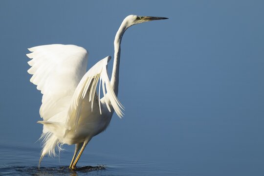Great White Egret (Ardea alba) standing with open wings in the shallow water zone of a lake, blue water, Lower Saxony, Germany