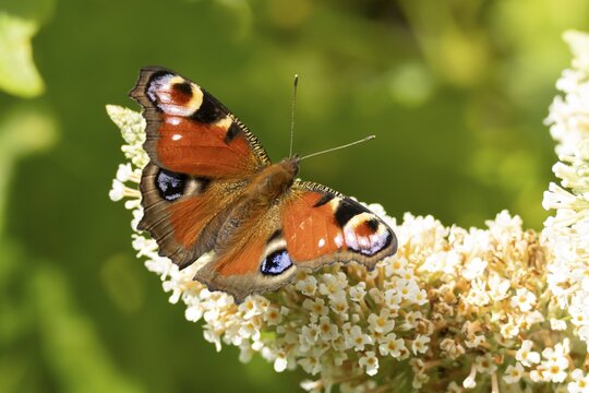 Peacock butterfly (Aglais io) adult insect feeding on a garden white Buddleja flower in summer, England, United Kingdom