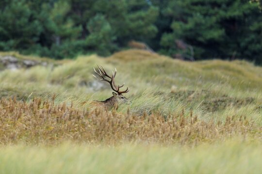 A single deer with impressive antlers in tall grass against a forest background, red deer (Cervus elaphus), rutting, wildlife, Western Pomerania Lagoon Area National Park, Zingst, Mecklenburg-Western Pomerania, Germany
