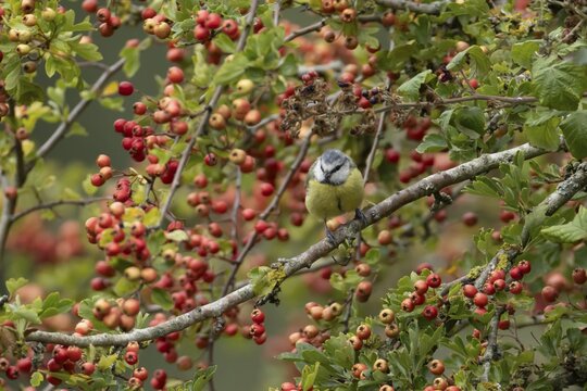 Blue tit (Cyanistes caeruleus) adult garden bird in a Hawthorn tree full of red berries in summer, Suffolk, England, United Kingdom