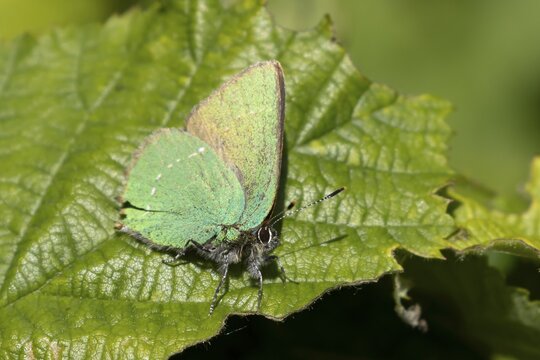 Green hairstreak butterfly (Callophrys rubi) adult insect on a tree leaf in spring, Suffolk, England, United Kingdom