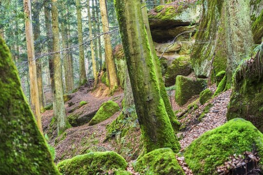 Winter atmosphere in the H&auml;geles- und Brunnenklinge nature reserve in the Swabian-Franconian Forest, Baden-W&uuml;rttemberg, Germany. Narrow forest path between striking rock formations, covered with moss, in a quiet protected low-mountain landscape. Ideal for nature and landscape imagery from southern Germany