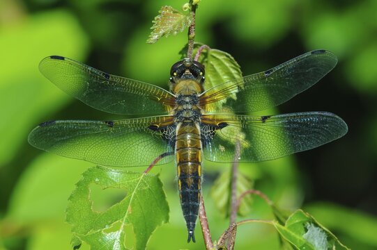 Four-spotted chaser (Libellula quadrimaculata), Goldenstedt, Lower Saxony, Germany