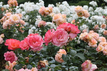 Obraz premium 川崎の生田緑地公園、春の薔薇園。フラワー ガール。
