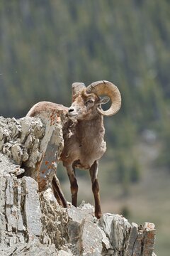 Rocky Mountains bighorn sheep (Ovis canadensis canadensis), ram standing on a rock, Jasper National Park, Alberta, Canada