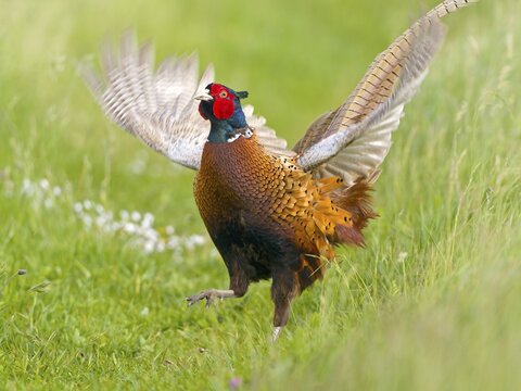 Pheasant (Phasianus colchicus) or hunting pheasant, male flapping his wings, Texel Island, Netherlands