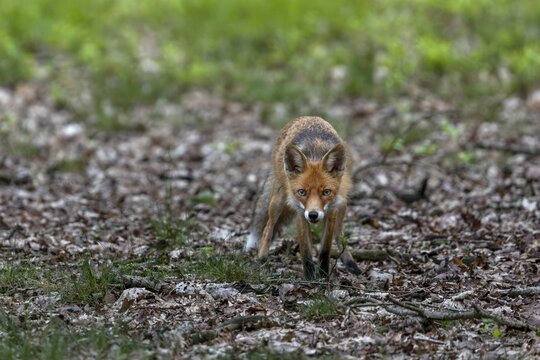 During the rearing period, the red fox (Vulpes vulpes) is almost constantly busy catching food for the pups waiting at the den, surprised, May, Germany
