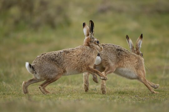 European brown hare (Lepus europaeus) two adult animals running and chasing in grassland in spring, England, United Kingdom