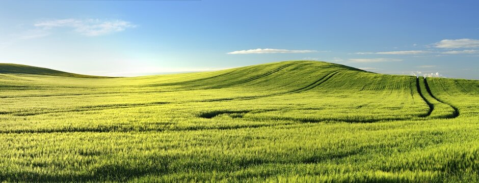 Endless green barley field in spring, lane, blue sky, hill, Lower Saale Valley nature park Park, Saalekreis, Saxony-Anhalt, Germany