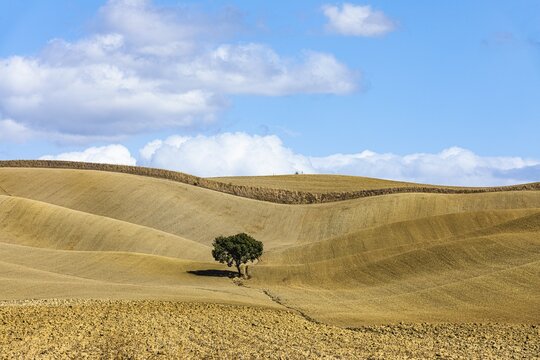 Single tree in hilly fields, against blue sky and white clouds, near Monteroni dArbia, Tuscany, Italy