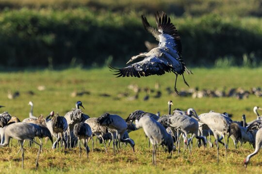 Cranes in a meadow, a crane takes off, nature and wildlife, crane (Grus grus) wildlife, National Park Vorpommersche Boddenlandschaft, Zingst, Mecklenburg-Vorpommern, Germany