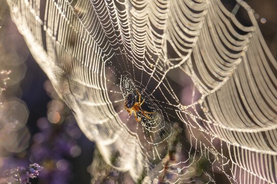 Macro shot of a cross spider in the golden morning light of the blooming L&uuml;neburger Heide