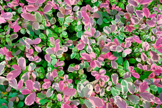 Breynia Disticha plant with red and green leaves, grows well in the garden, suitable for graphic design backgrounds and other design needs