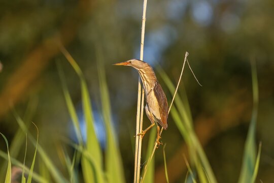 Little bittern (Ixobrychus minutus), lurking on reed stalks, Danube Delta, Romania