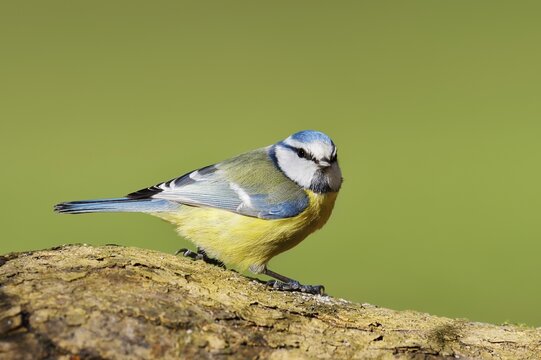 Blue tit (Cyanistes caeruleus, Parus caeruleus), North Rhine-Westphalia, Germany